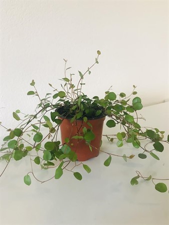 MUEHLENBECKIA 9 CM Ø9