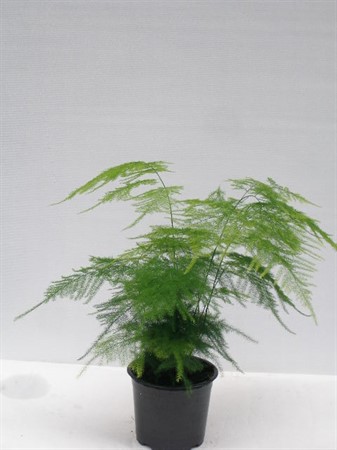 ASPARAGUS  PLUMOSUS' 12 CM Ø12