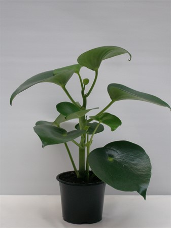 PEPEROMIA RAIN DROP' 11 CM Ø11
