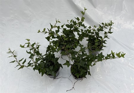 HEDERA 'GRØN' 9 CM Ø9