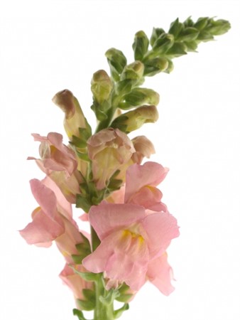 Lejongap Opus Pink 80