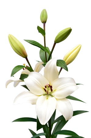 Lilja Vit Litouwen 95