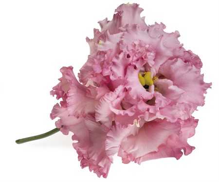 Lisianthus Alissa Pink 70
