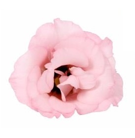 Lisianthus Lisanne Light Pink 70