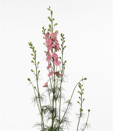 Riddarsporre Rosa 80