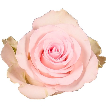 Ros Rosa Bisou 50