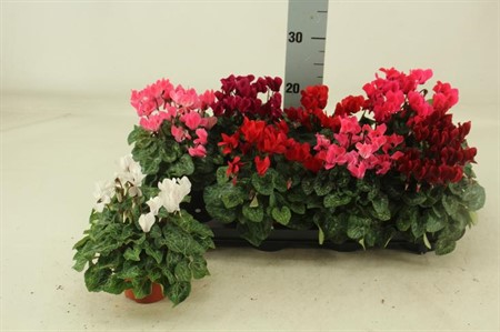 Cyclamen s. Super Serie Carino Ø10,5 H=23