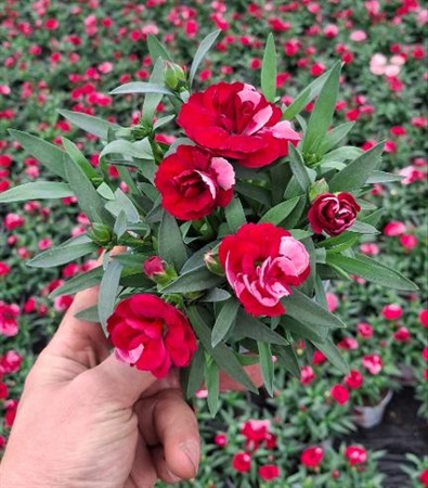 Dianthus Sprint Red & Proud Ø10 H=20 STAD 3-4