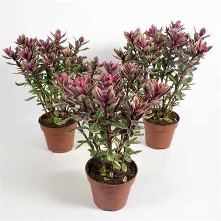 Hebe andersonii Variegata tricolor Ø12 H=30 WITBONTBL