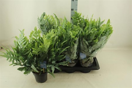 Phlebodium aureum Blue Star Ø17 H=50