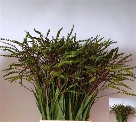 Crocosmia Bes van Lucifer H=85