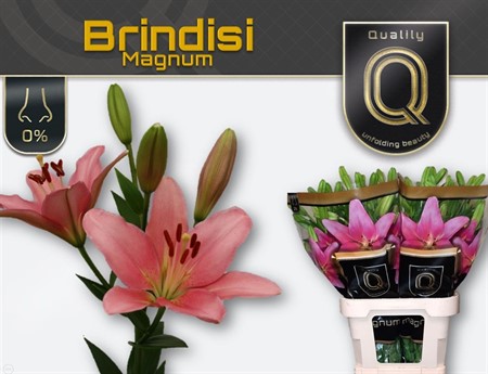Lilium La Brindisi H=90