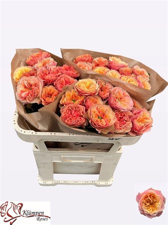 Rosa Lf Kensington Gardens! H=60