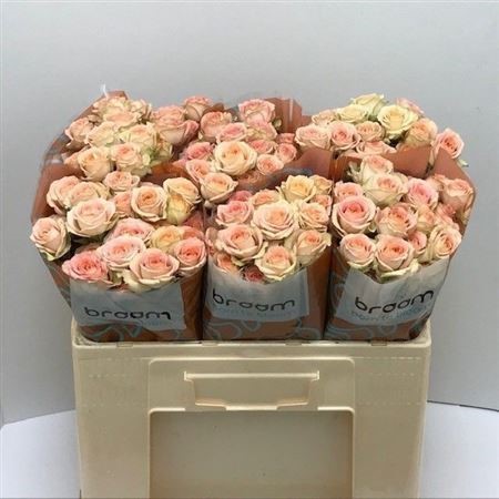 Rosa SP Azore H=50