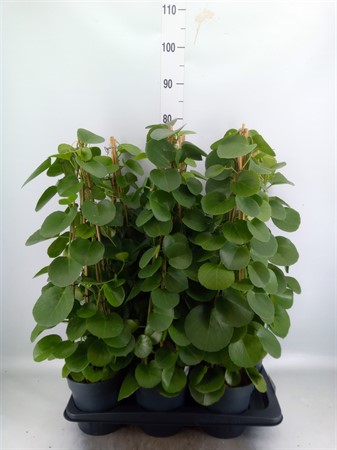 Brachychiton …Kärleksträd Ø12 H=20