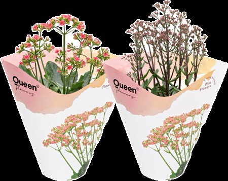 KALANCHOE WILD  10,5 CM Ø10.5