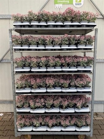 SEDUM CE LA VIE 13 CM Ø13