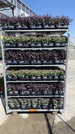 SEDUM TELEPHIUM MIX CC 13 CM Ø13