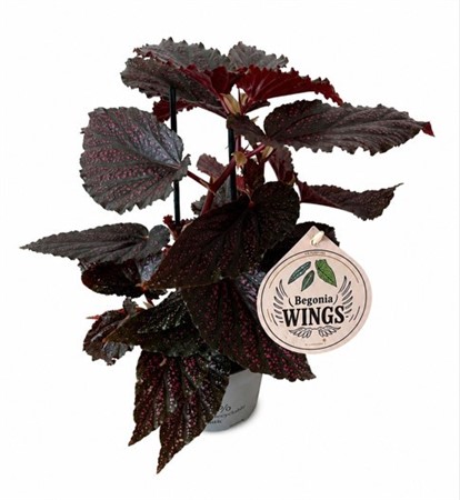 BEGONIA WINGS PINK POLKA 12Ø Ø12