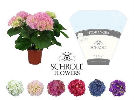 HYDRANGEA 3-5 GR 13 CM Ø13