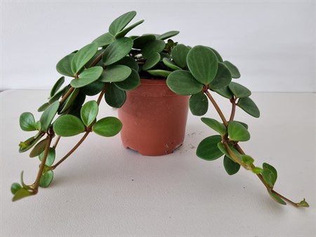 PEPEROMIA PECUNIFOLIA 11Ø Ø11