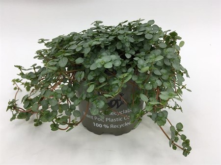 PILEA NUMMULAR. GLAUCA GREYZY 10,5Ø Ø10.5