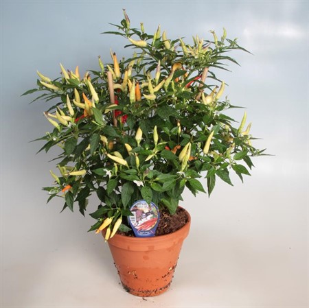 CAPSICUM BASKET OF FIRE 18Ø Ø18