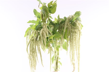 Amaranthus Green Pearls 80