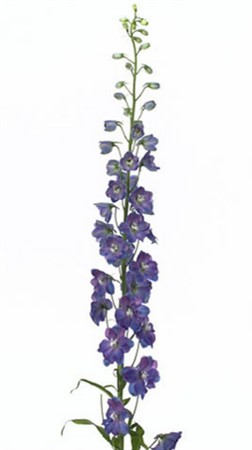 Delph du guard blue 60