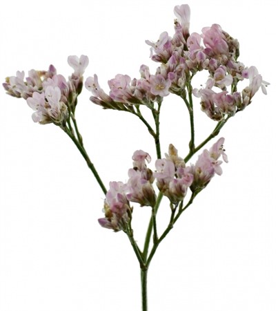 Limonium Safora Oshi Pink 70