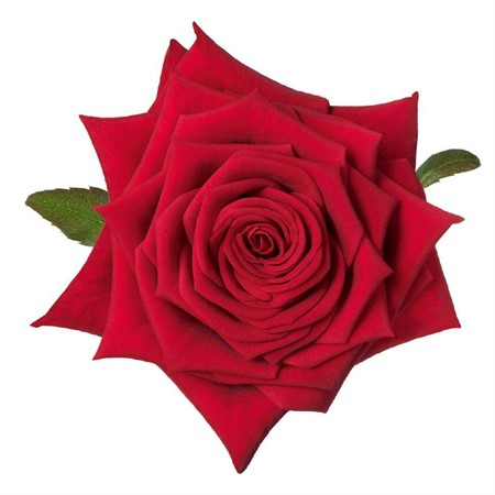 Ros Röd Red Naomi 55