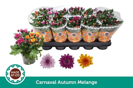 Chrysanthemum ind. Carnaval Autumn Melange Ø12 H=25 STAD 1
