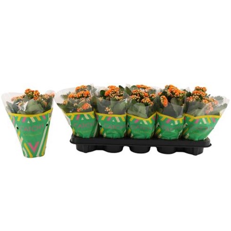 Kalanchoe Perfecta orange Ø10,5 H=23 DUBBELBLOE