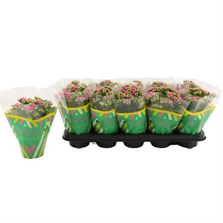 Kalanchoe Rosal. Don Nando Ø10,5 H=23 DUBBELBLOE