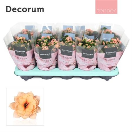 Kalanchoe Serenity Apricot Ø10,5 H=23 STAD 1-2