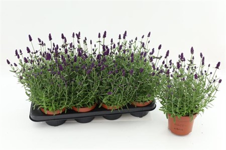 Lavandula ang. Hidcote Ø13 H=30 STAD 2-3