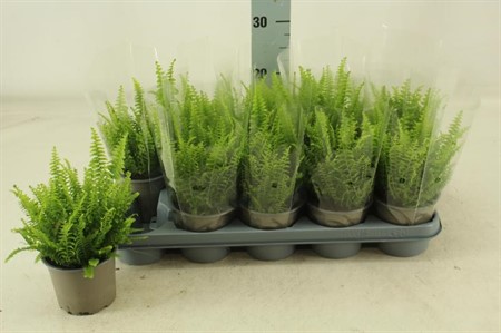 Nephrolepis exaltata Green Lady KLIPP Ø12 H=25 DIAM 25+