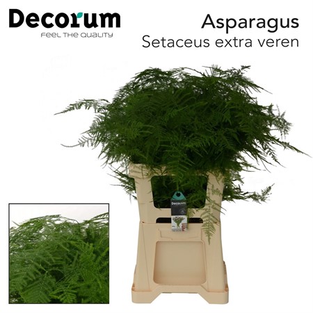 Asparagus Setaceus H=65