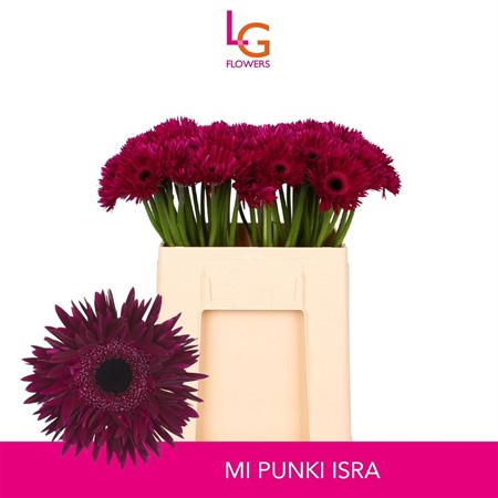 Gerbera Ms Punki Isra H=50