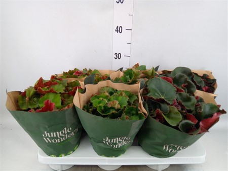 Begonia BD 'Jungle Wonder' ..mix CLOCK BUY Ø15 H=30