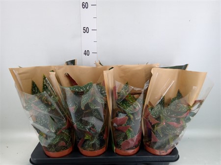 Begonia BD mac. 'Spotlight Green' * Ø12 H=30