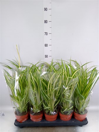 Chlorophytum com. 'Vittatum' KLIPP Ø12 H=45