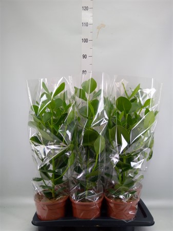 Clusia rosea 'Princess' KLIPP Ø17 H=70