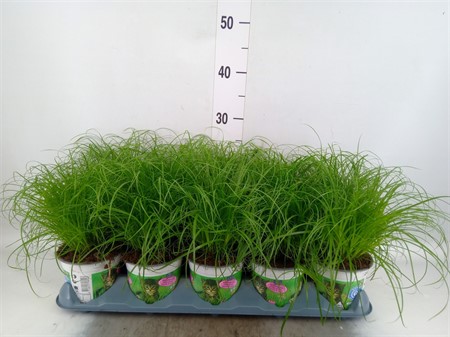 Cyperus alternifolius 'Zumula' * Ø12 H=30
