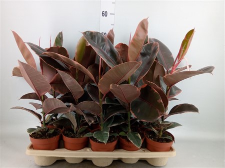 Ficus elastica 'Belize' * Ø12 H=45