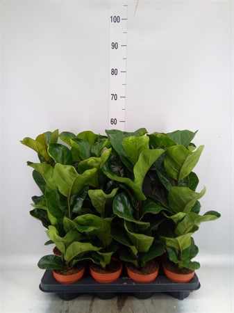 Ficus lyrata 'Bambino' Ø12 H=55