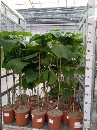 Paulownia tomentosa Kejsarträd Ø24 H=120