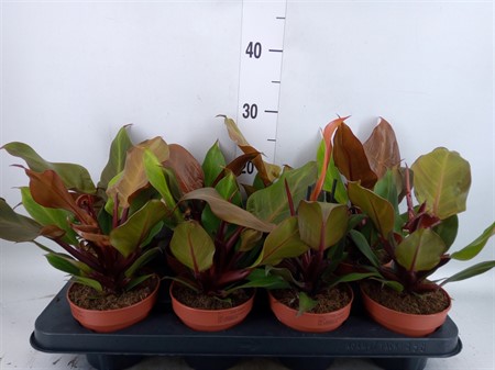 Philodendron 'Sunlight' Ø12 H=30
