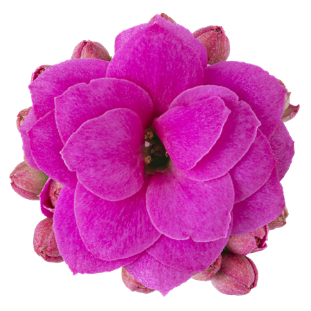 KALANCHOE R.F KATIE  6 CM Ø6