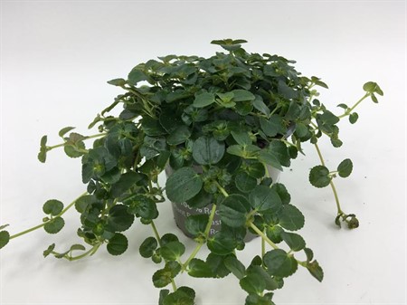 PILEA DEPRESSA Ø10.5